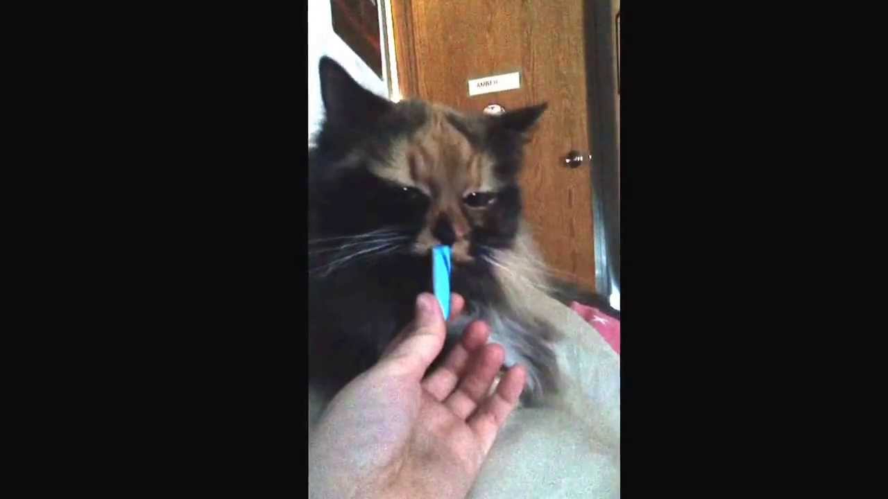 My cat Charlie licking a piece of blueberry candy cane during christmas time