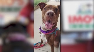 Imo’s partners with Stray Rescue to sponsor animal adoptions