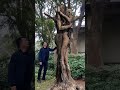 The tree couple is very loving. #SpecialEffects #AI #Magical