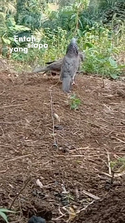 Tekukur ajaran mengaw1nin burung hutan #tekukur #hiburan #tekukurmania #shortsvideo #videoshort