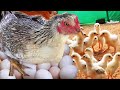 MURGI Hen Harvesting eggs to Chicks "Roosters and Hens" MURGA Small Birds Chick just born from Egg