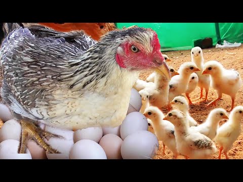 MURGI Hen Harvesting eggs to Chicks \