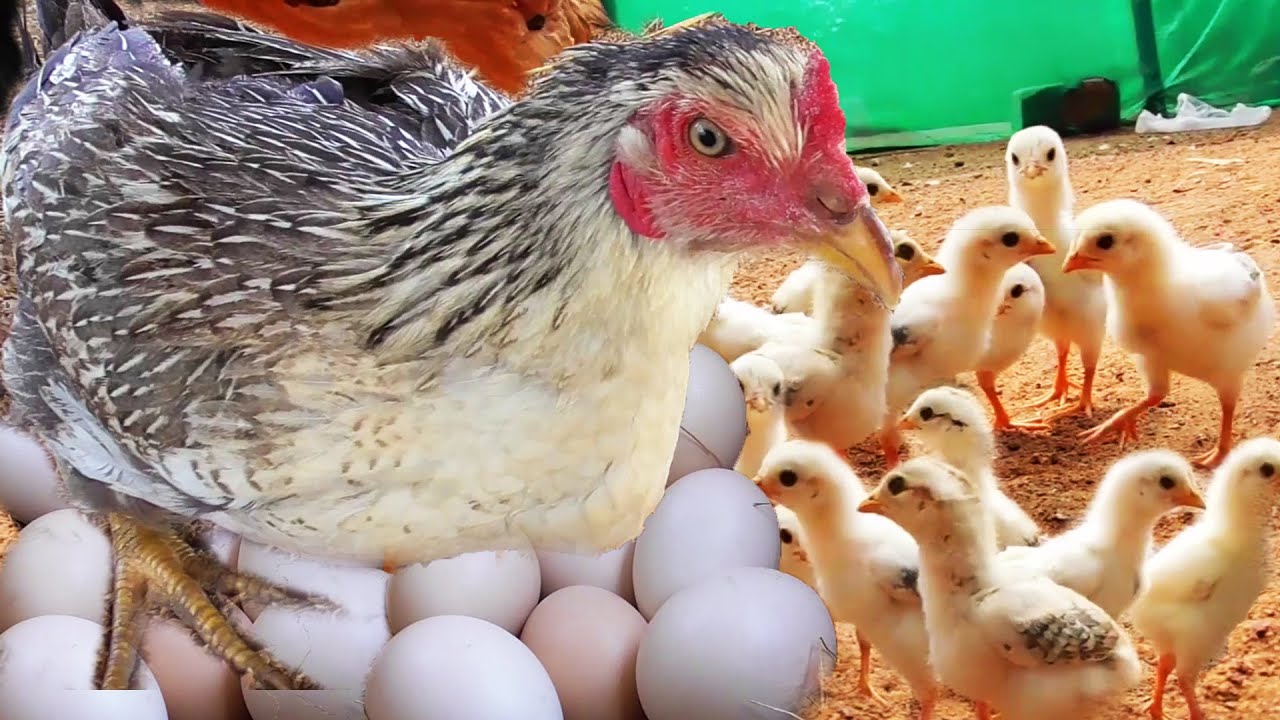 MURGI Hen Harvesting eggs to Chicks \