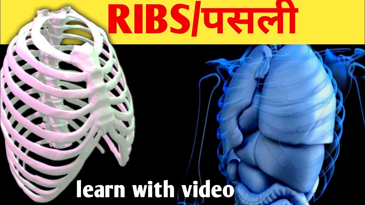 rib cage bone ribs structure chest bones structure human chest