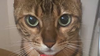 【ランチ生配信】大分寒くなってきたのでお昼は猫でも見てほっこりしませんか？生配信