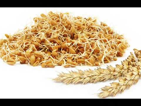 Video: Wheat Germ: Bagaimana Manfaatnya Bagi Kesehatan Anda?