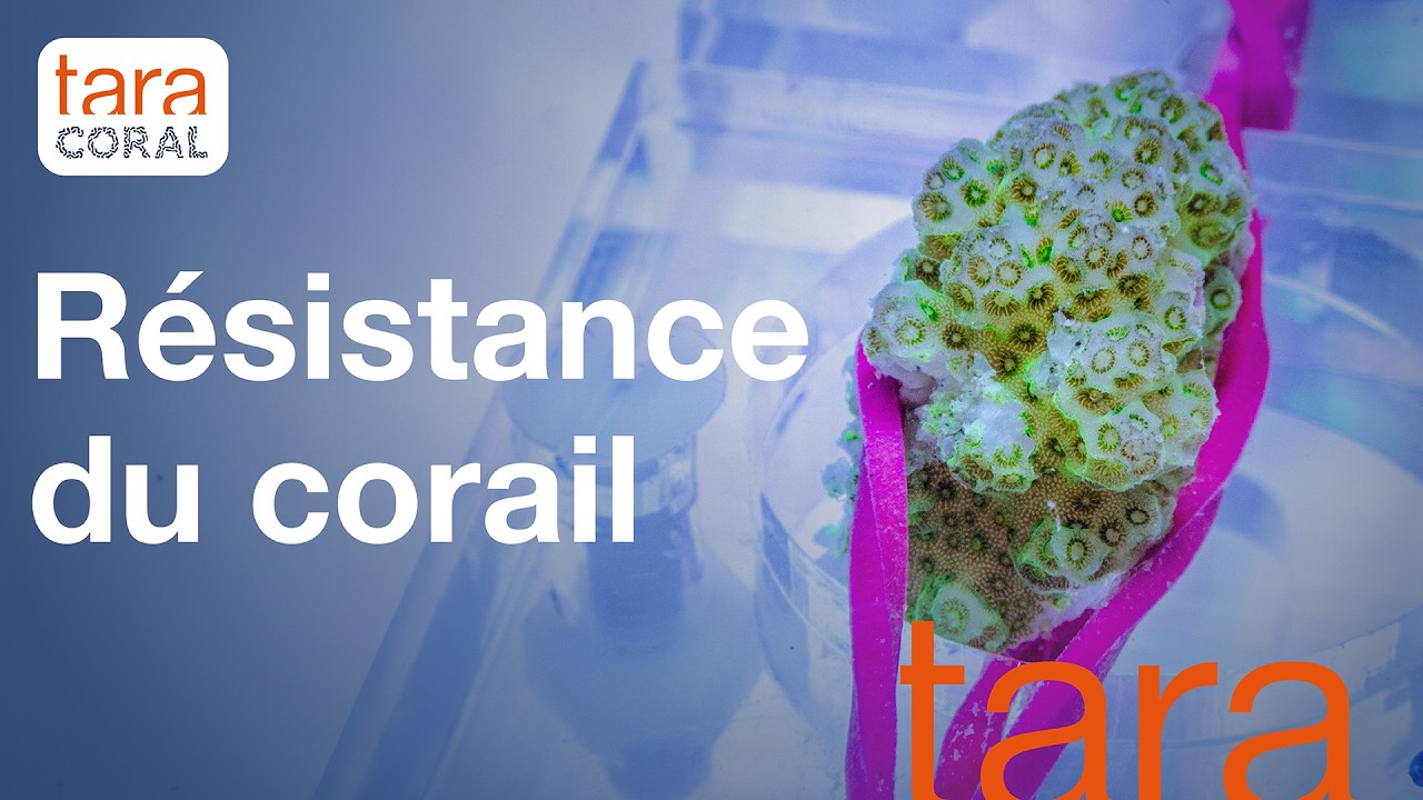 Episode 2 : Mesure de la résistance des coraux / Tara Coral