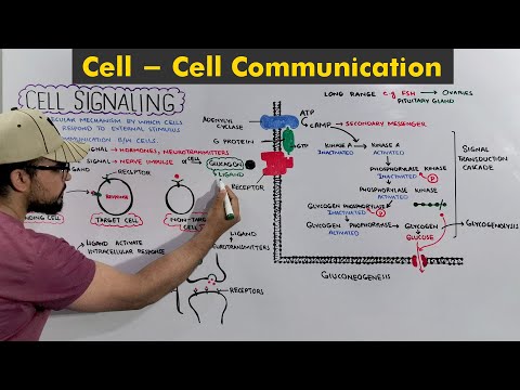 Cell signaling: Cell