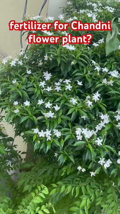 How to get huge flowers in chandni flower plant #gardening #flowers #blog