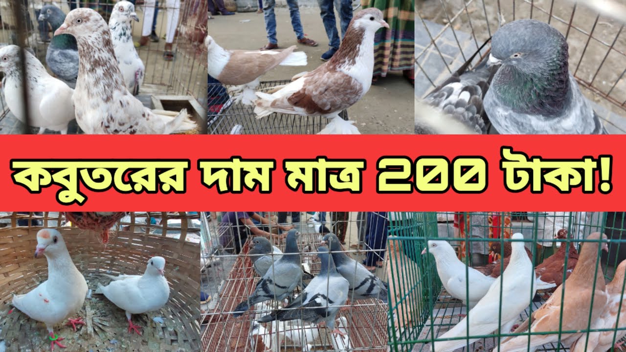 কবুতরের দাম 🕊️ Pigeon price in bd ২৫০ টাকা কবুতর বিক্রি হবে সবচেয়ে
