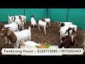 पांडुरंग पवार | बोअर बकरीची विक्री कशी करावी?|How to sale Boer goats ( Marathi)