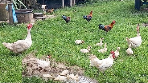 los saib peb cov ub os,,,28/8/24