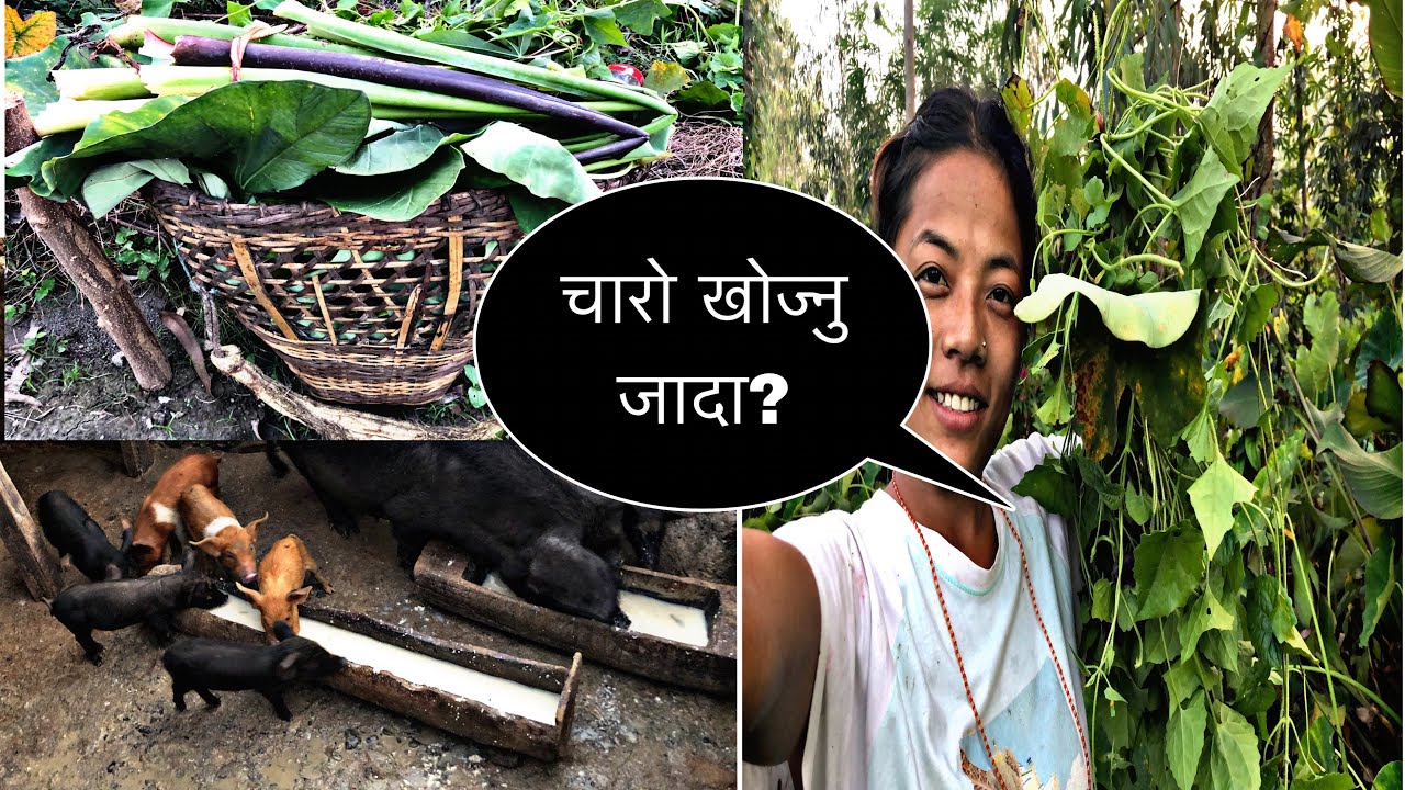 Charo khojna Jada ! #please_subscribe_my_channel #minivlog #vlog 