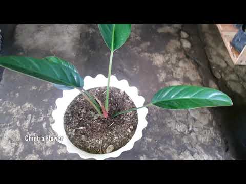  Tanaman  Hias  Philodendron Pot  di Depan  Rumah  YouTube