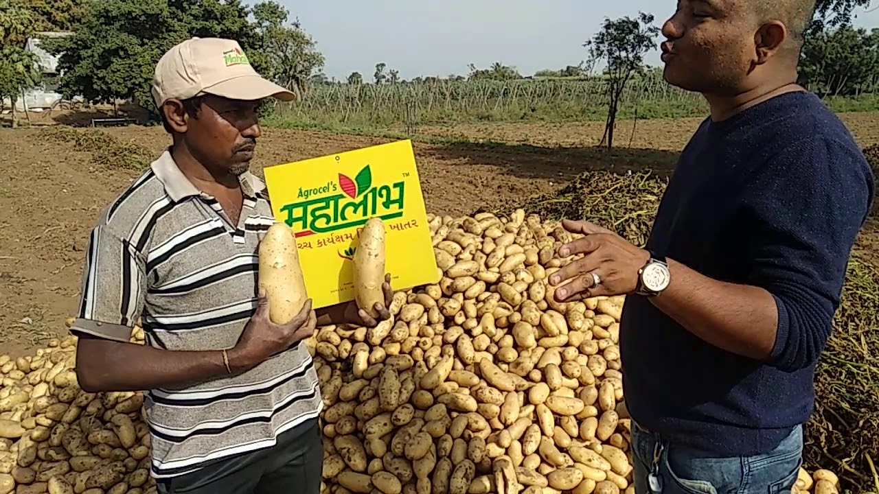 Agrocel "s Mahalaabh  performance  in Santana variety ,palanpur ,Mahendra makwana