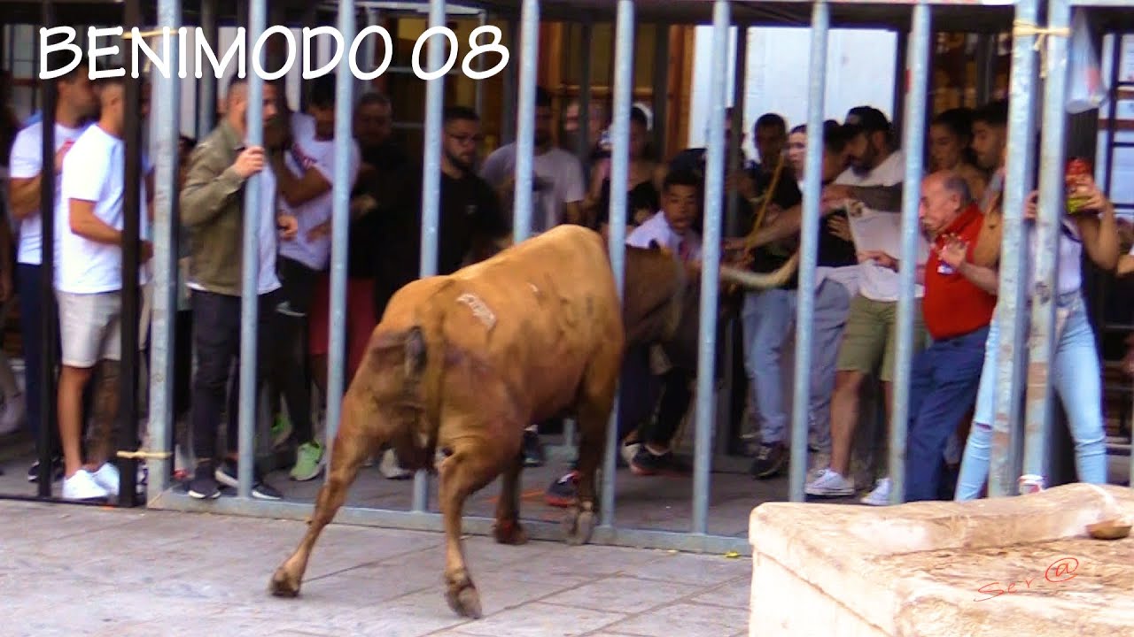 ✅2022 BENIMODO 08 Ganaderia Benavent