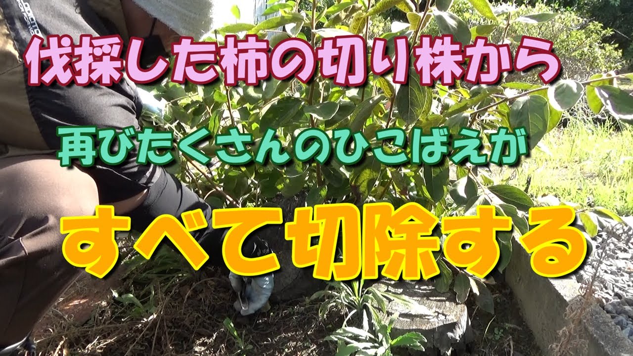 我が家の果樹たち】伐採した柿の切り株から再び生えてきたひこばえを
