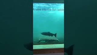 Salmon Swimming Through a Fish Ladder! Columbia River