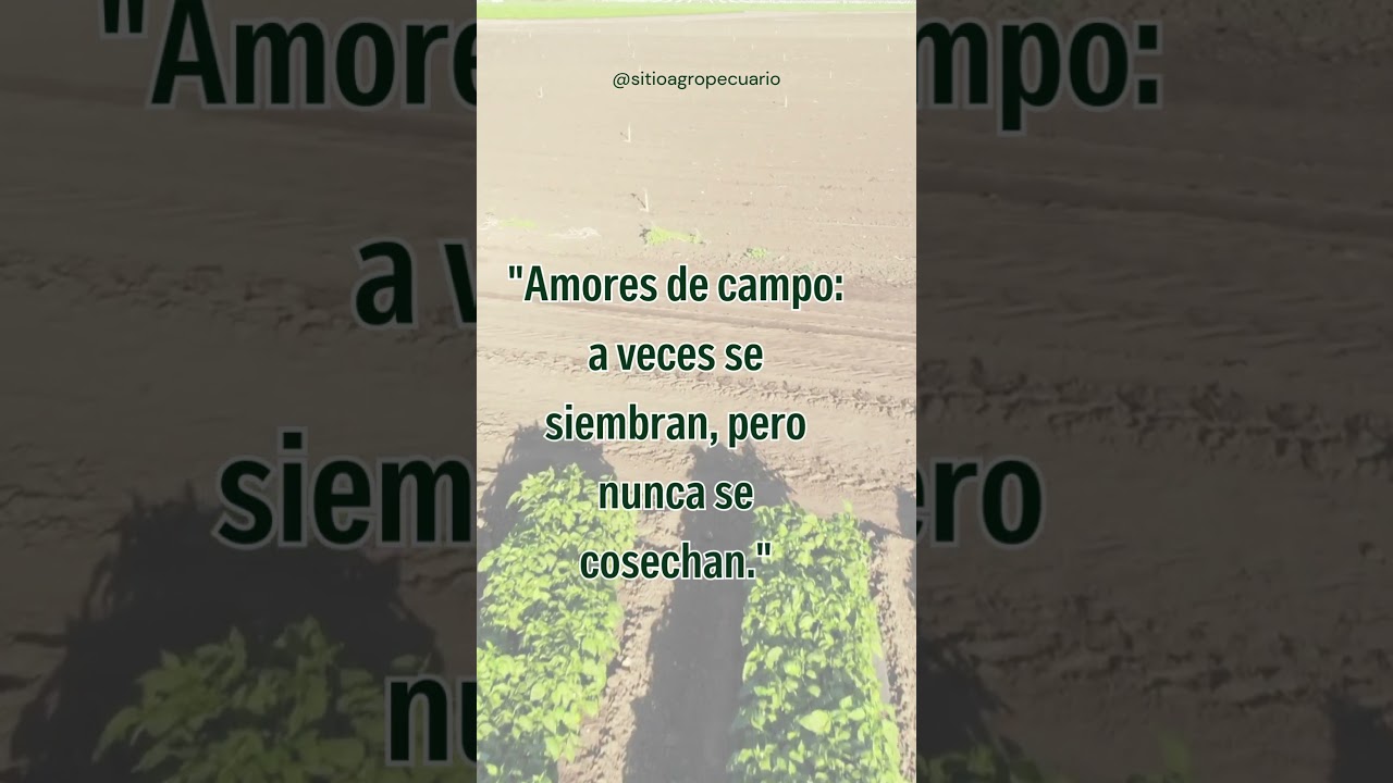 "Amores de campo: a veces se siembran, pero nunca se cosechan."