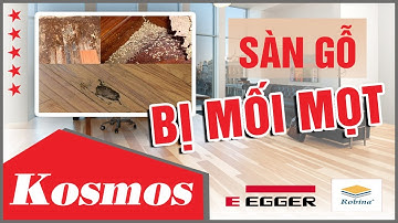 SÀN GỖ CÔNG NGHIỆP CÓ BỊ MỐI MỌT KHÔNG? | CÁCH PHÒNG VÀ XỬ LÝ! | Hội Kosmos