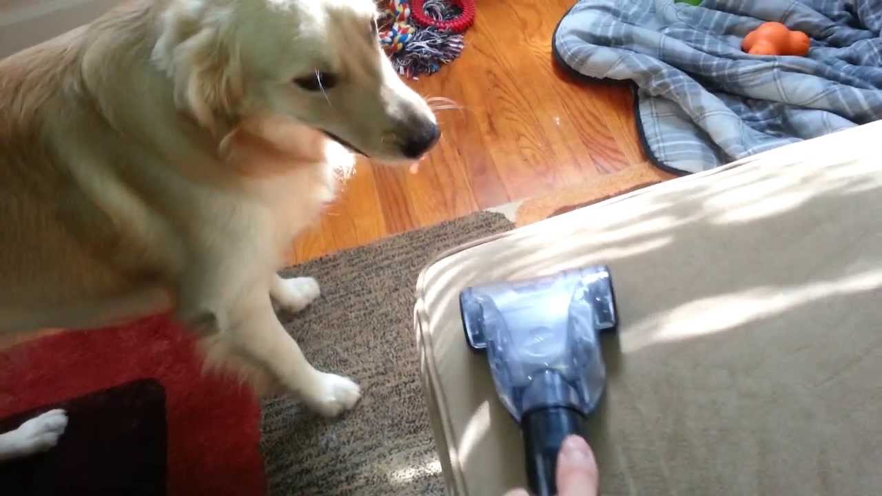 Dog Loves the Vacuum Cleaner Paw Hose Attachment English Cream Golden