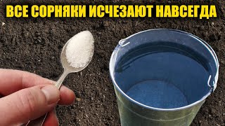 видео: Любые сорняки исчезнут за 1 минуту навсегда! Проверенный способ как избавиться от сорняков без химии картинка: Любые сорняки исчезнут за 1 минуту навсегда! Проверенный способ как избавиться от сорняков без химии
