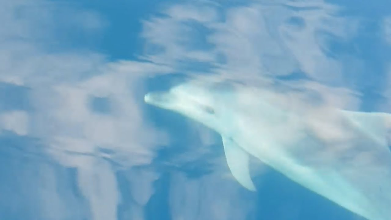 thailand newspaper Dolphin Swims Next To Fishing Boat