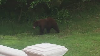 Celebrity Black bear caught strolling through Pacific family's backyard Profile