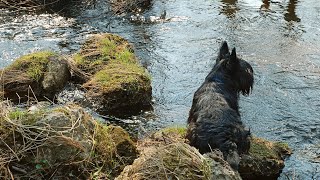 Are Scottish Terriers known by any other names? by Scottish Terrier USA 128 views 1 month ago 3 minutes, 8 seconds