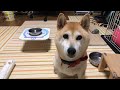 ライブ