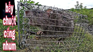 đi thăm bẫy chuột cống nhum , chuột đồng , #chuột #bẫychuột