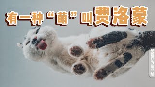实验来了｜费洛蒙产品真的能改善猫咪的问题行为吗？ by 萌控生活 cute-live 128 views 4 months ago 4 minutes, 33 seconds
