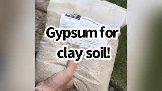 Using Gypsum to improve clay soil//NOVICE GARDEN short