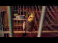 End of video