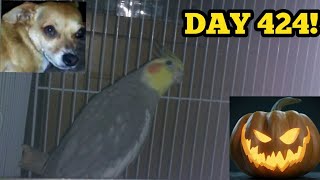 HAPPY HALLOWEEN From My Cockatiel! *Small Update Ft. Floppy* (10-31-18)