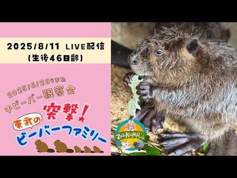 チビーバー観察会【突撃！東武のビーバーファミリー～生後46日齢
