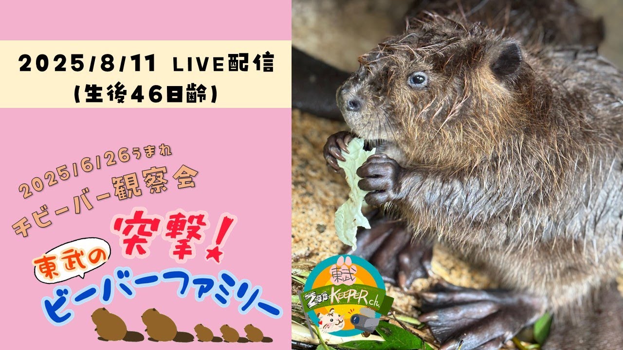 チビーバー観察会【突撃！東武のビーバーファミリー～生後46日齢