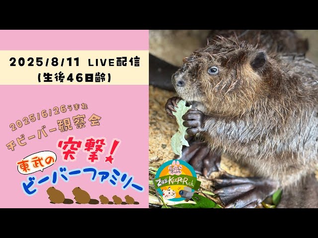 チビーバー観察会【突撃！東武のビーバーファミリー～生後46日齢