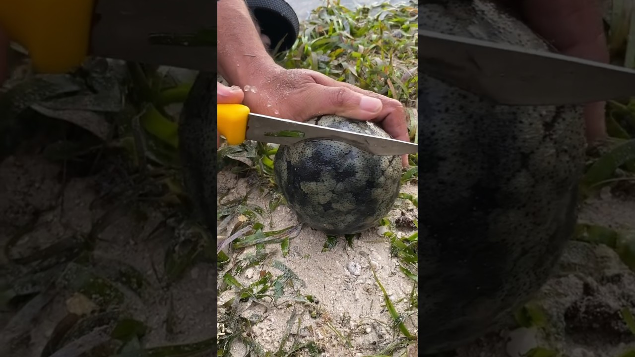 I Found the Ocean's 'Cushion'... So I Cut It Open