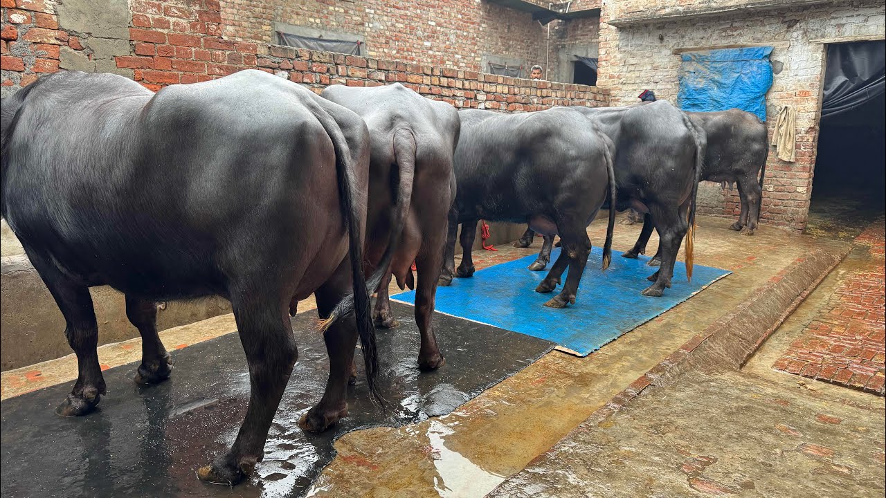 50 साल से रोहतक में बेच रहे भैंस 👆👆 Bharat Dairy Farm, Rohtak, Haryana