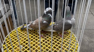 Halkali Kuş Pazari 25012026 Ikuşpazarı