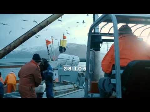 Video: Velge Fersk Fisk