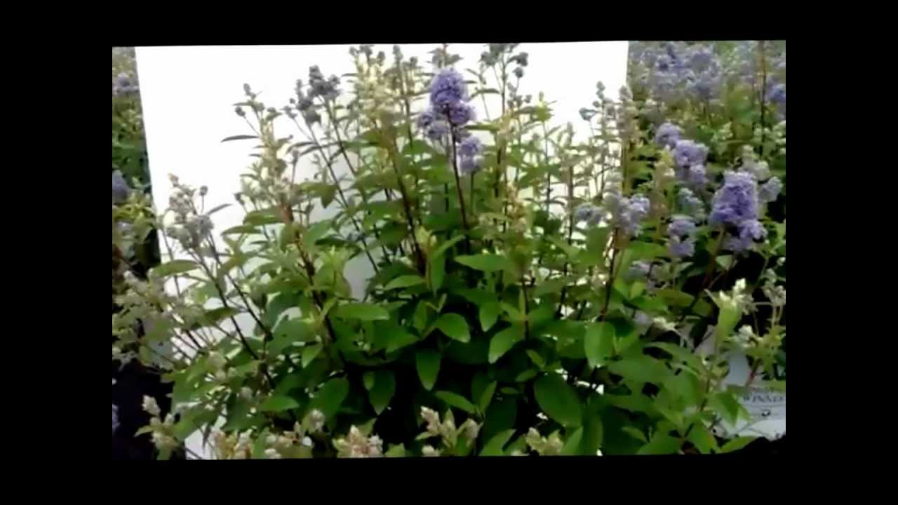 Best Flowering Shrubs - Ceanothus Marie Bleu - New Jersery Tea