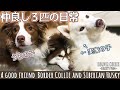 ボーダーコリーが小さい頃から遊んでもらっている実家のハスキー達と仲良し日常 / A good friend Border Collie and Siberian Husky