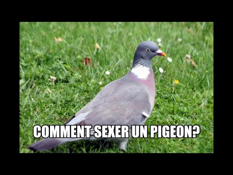 Vidéo: Comment distinguer un pigeon ramier mâle d'une femelle ?