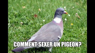 Comment sexer un pigeon? ( ramier, gascogne, paon, ...)