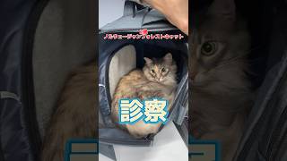 2歳のノルウェージャンフォレストキャットが吐血して動物病院にやってきた！