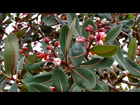 Vídeo: Que tipo de árvore cresce em San Francisco?