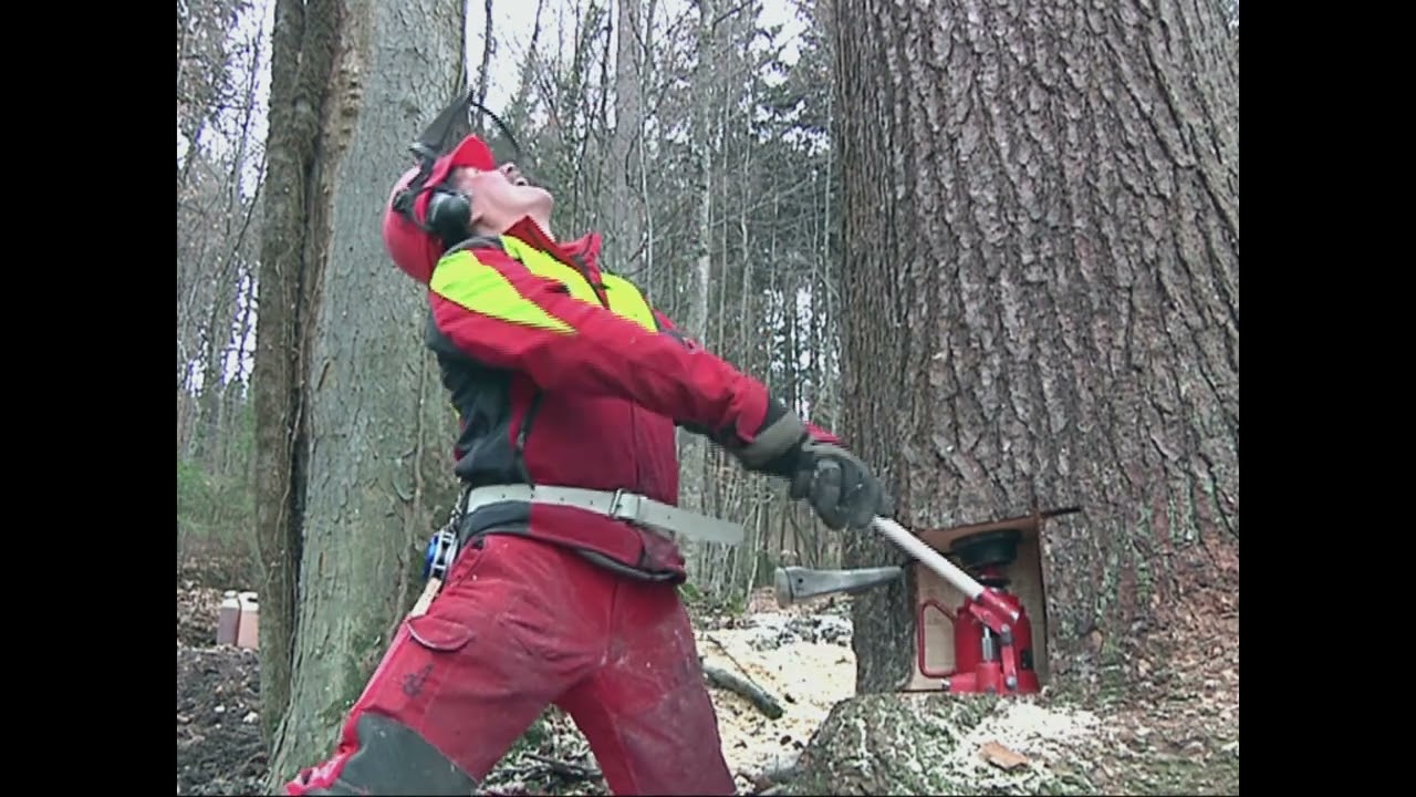 Baumfällen, gewusst wie: Wie setzte ich den hydraulischen Fällheber ein?