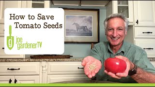 How to Save Tomato Seeds